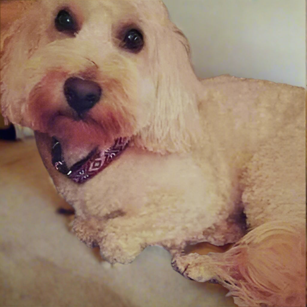 Engraved Charm Cotton Dog Collar by No.29s