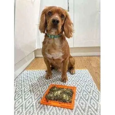 Finnigan's Luxury Cotton dog Collar